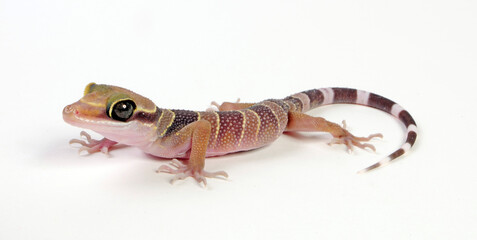 Intermediate Bow-fingered Gecko (Cyrtodactylus intermedius) - Kleiner Bogenfingergecko