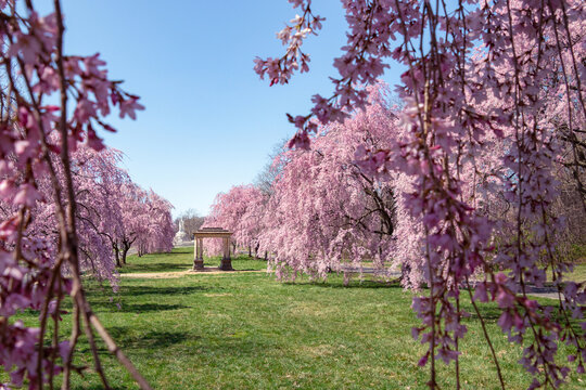Stone Gazebo and Beautiful Pink Cherry Blossoms with Trees in Full Bloom and No People in Fairmount Park, Philadelphia, Pennsylvania, USA