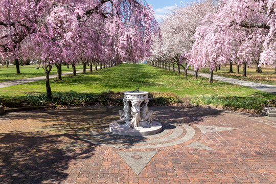Sundial and Beautiful Pink Cherry Blossoms Landscape with Trees in Full Bloom and No People in Fairmount Park, Philadelphia, Pennsylvania, USA