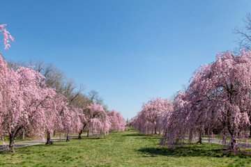Beautiful Pink Cherry Blossoms with Trees in Full Bloom and No People in Fairmount Park, Philadelphia, Pennsylvania, USA