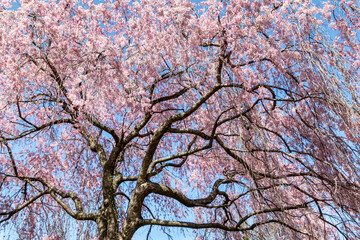 Beautiful Pink Cherry Blossoms with Trees in Full Bloom in Fairmount Park, Philadelphia, Pennsylvania, USA