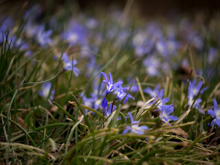 Blue spring star flowers in the meadow