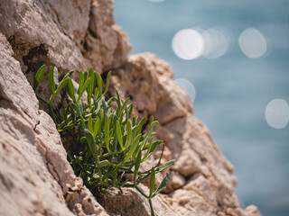 Small plant growing on the face of a rock