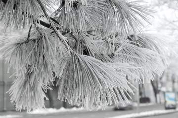 Winter snowy pine Christmas tree scene. Fir branches covered with hoar frost Wonderland. Winter is coming New year. Calm blurry snow flakes winter background with copy space.