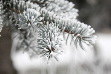 Winter snowy pine Christmas tree scene. Fir branches covered with hoar frost Wonderland. Winter is coming New year. Calm blurry snow flakes winter background with copy space.