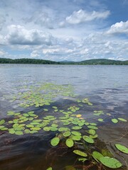 Lily of the Mountain