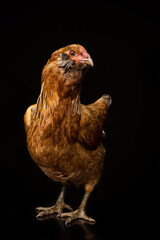 Chicken in a studio