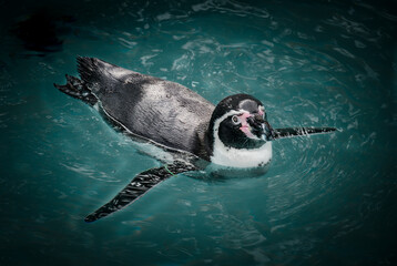 Penguin Swimming In Pond