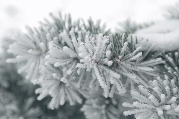 Winter snowy pine Christmas tree scene. Fir branches covered with hoar frost Wonderland. Winter is coming New year. Calm blurry snow flakes winter background with copy space.