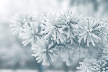 Winter snowy pine Christmas tree scene. Fir branches covered with hoar frost Wonderland. Winter is coming New year. Calm blurry snow flakes winter background with copy space.