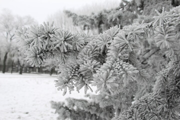 Winter snowy pine Christmas tree scene. Fir branches covered with hoar frost Wonderland. Winter is coming New year. Calm blurry snow flakes winter background with copy space.