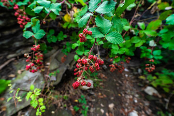 Wild blackberry plant