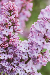 pink cherry blossom