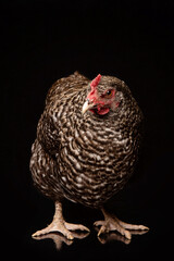 Chicken in a studio