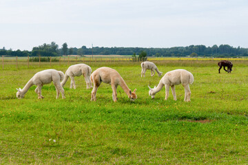 Obraz na płótnie Canvas Herd of shaggy suri alpacas in the green pasture.