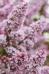 pink lilac flowers