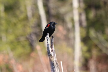Fototapeta premium red winged blackbird