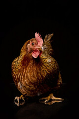 Chicken in a studio