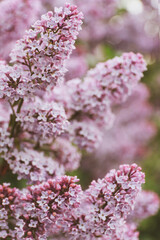 Obraz premium lilac flowers in the garden
