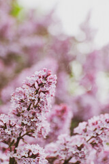 pink flowers in spring