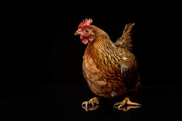 Chicken in a studio