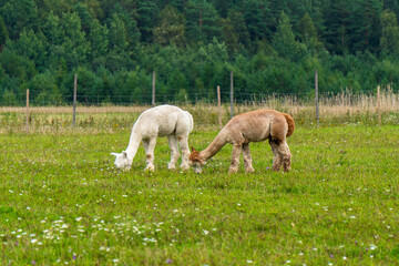 Herd of shaggy suri alpacas in the green pasture.