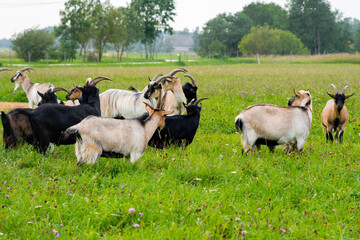 Beauty goats in the green pasture