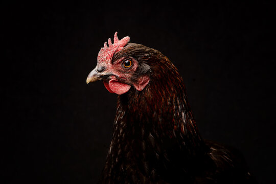 Chicken in a studio