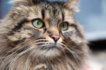 Adorable fluffy brown cat with green eyes