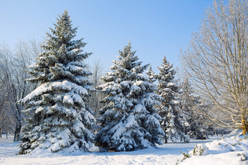 Winter snowy pine Christmas tree scene. Calm blurry snow flakes winter background with copy space. Winter is coming New year.