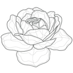 Rose flower.Coloring book antistress for children and adults. Illustration isolated on white background.Zen-tangle style. Black and white drawing. T-shirt emblem, logo or tattoo with doodle.