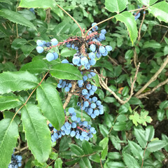 Wild inedible berries