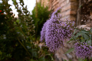 lavender flowers in the garden
