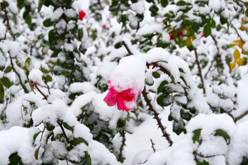 Snowfall. Winter landscape. Pink roses in the snow close-up. Winter is coming New year.