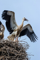 European white stork breeding babies before migration