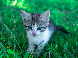 Little cute white and grey kitten with green eyes sits on the grass in summer