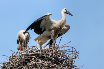 European white stork breeding babies before migration