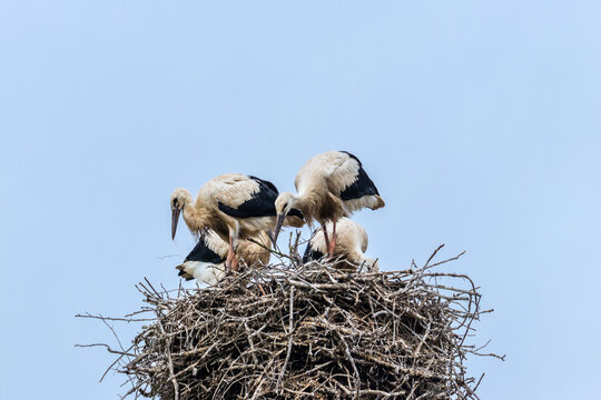 European white stork breeding babies before migration