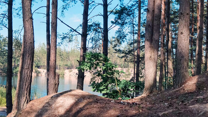 Lake surrounded by pine forest