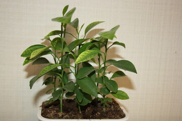 Beautiful small tangerine trees in a pot