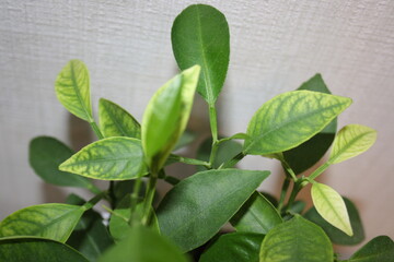 Green and yellow tangerine leaves close up