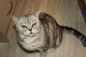 beautiful marble Scottish straight cat