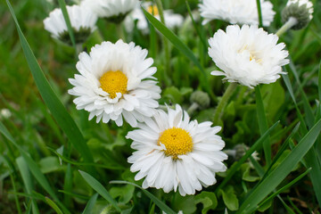 Obraz premium Bellis flowers white close up