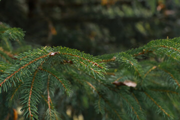 close up of pine needles