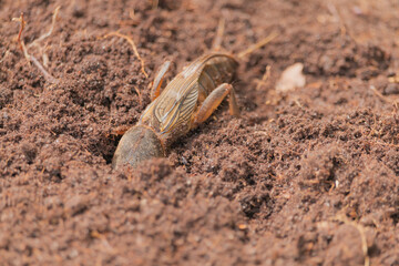 Harmful insect, an earthen agricultural pest. Gryllotalpa on the background of soil.