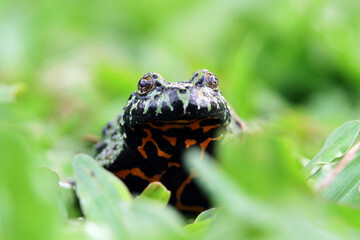 Fire belly toad closeup, fire belly toad on wood, animal closeup