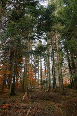 forest in autumn