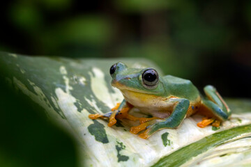 Javan tree frog front view on green leaves, Flying frog sitting on branch