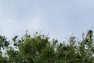 bats hunting and hanging on tree
