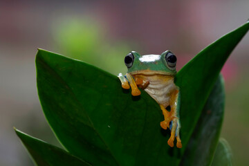Javan tree frog front view on green leaves, Flying frog sitting on branch